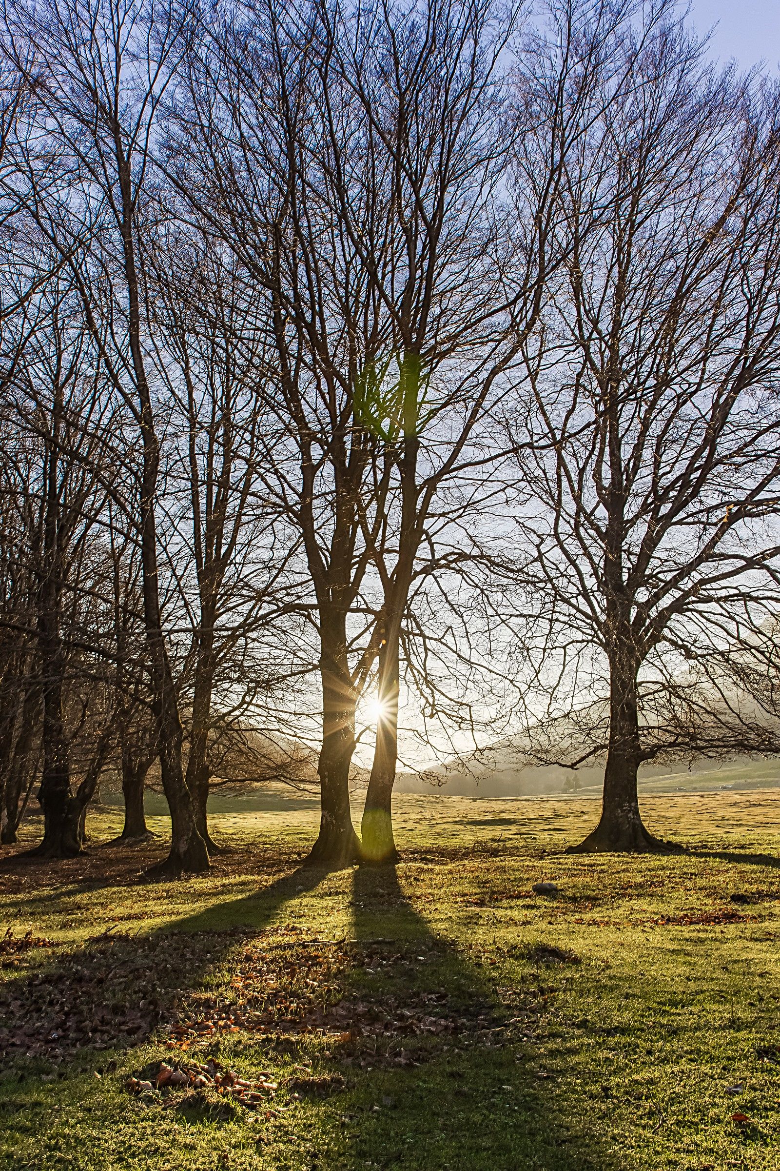 l'albero del peccato
