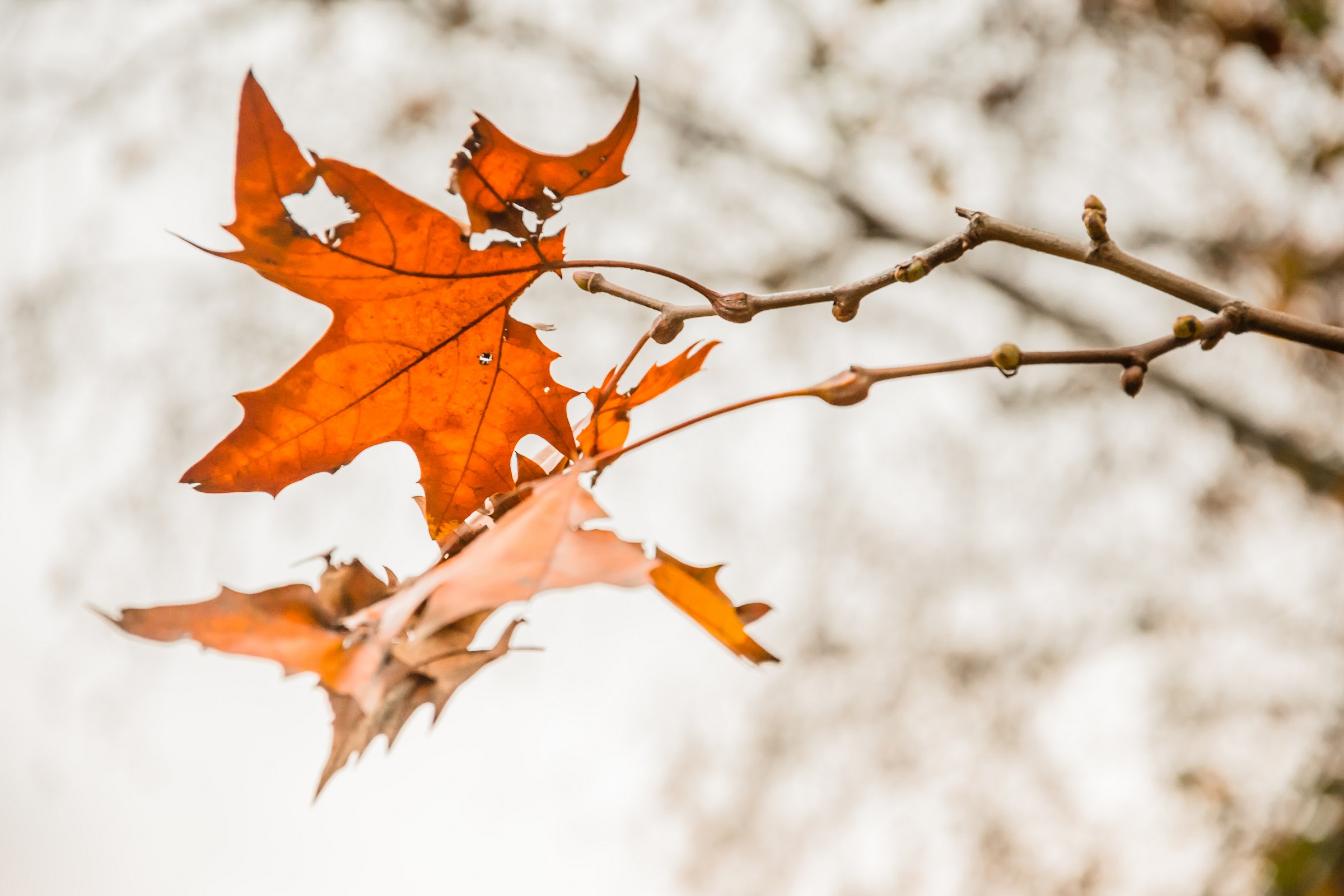 the end of one season