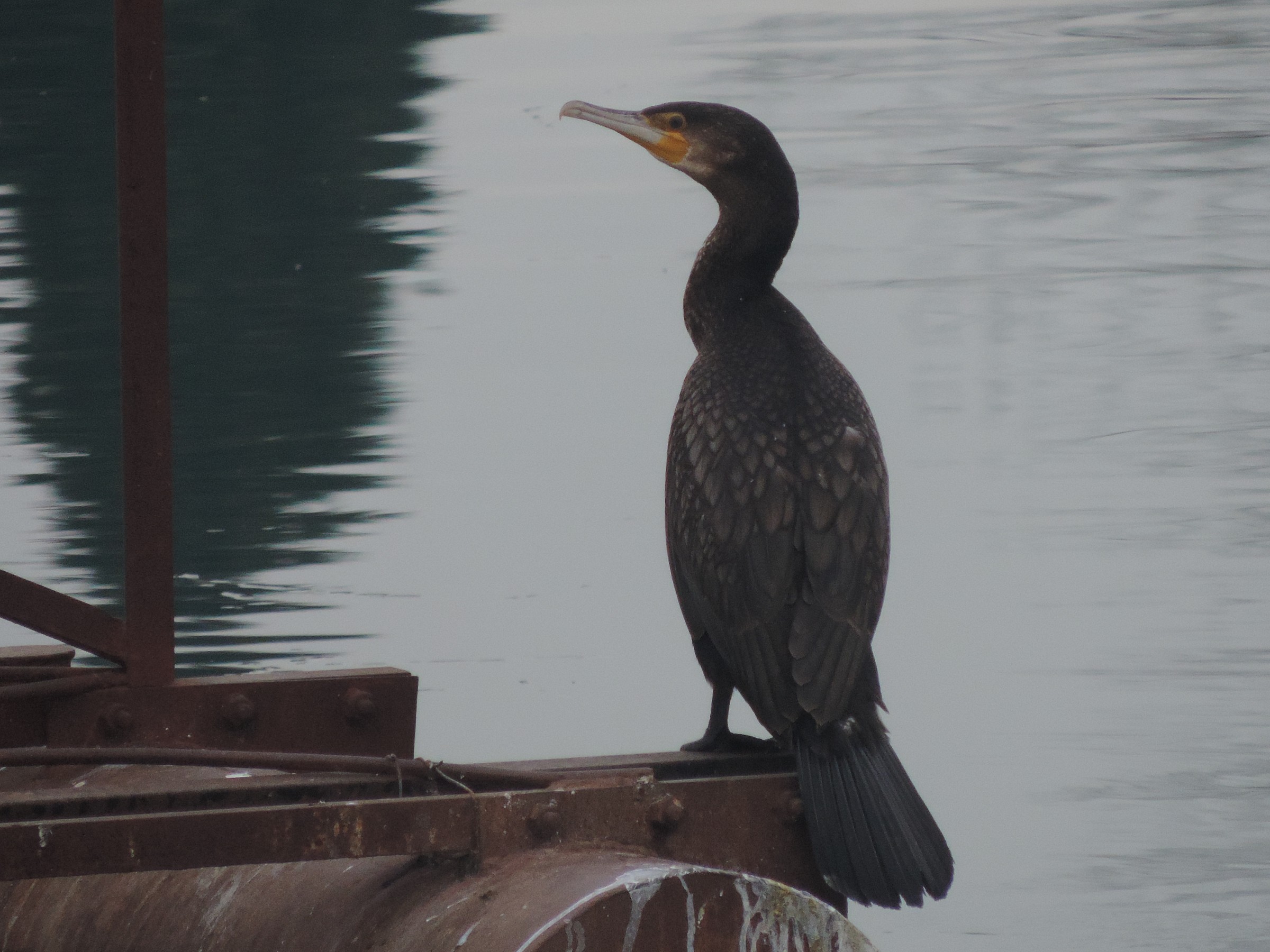 cormorano
