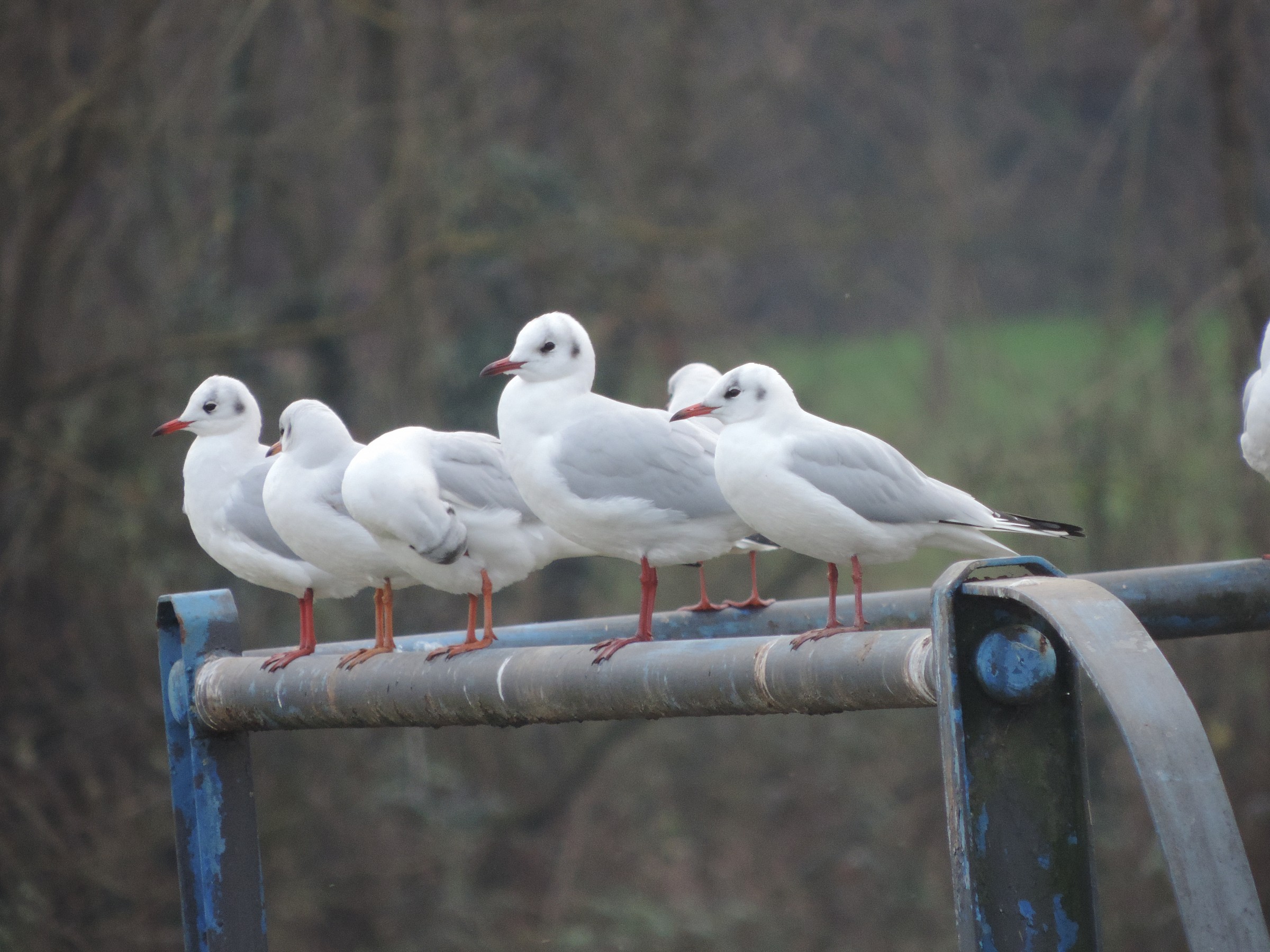 gabbiani sulla ringhiera