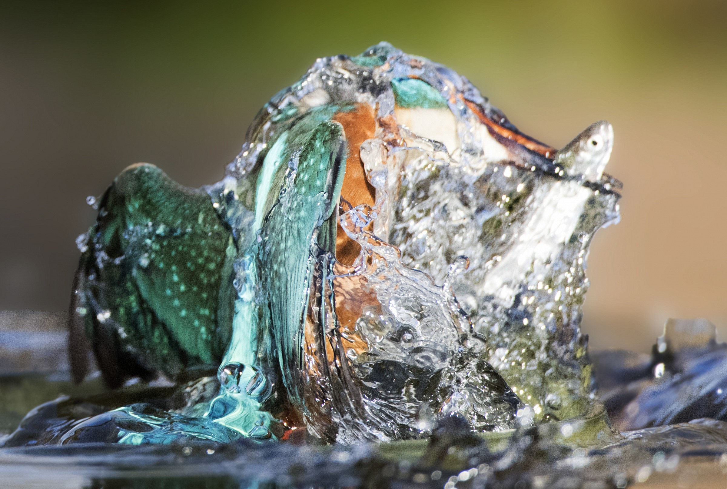 godzilla....no martin pescatore