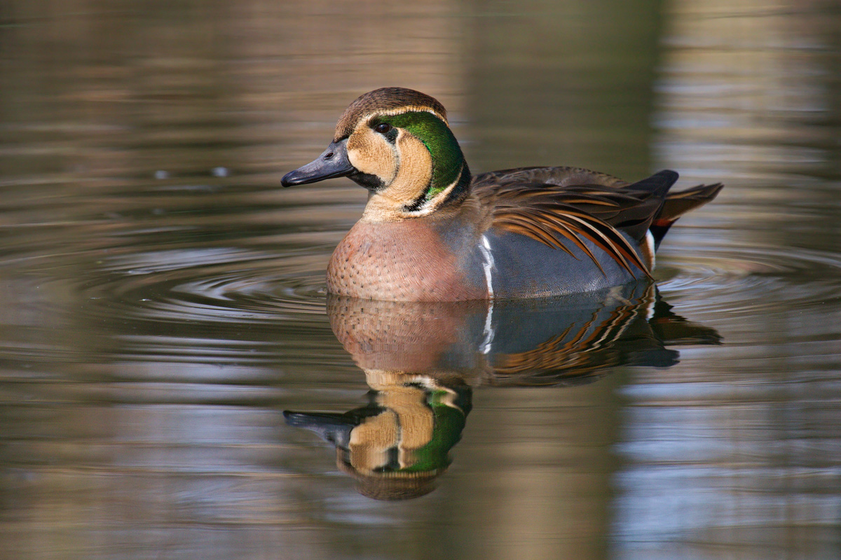 Alzavola del Baikal, Anas formosa