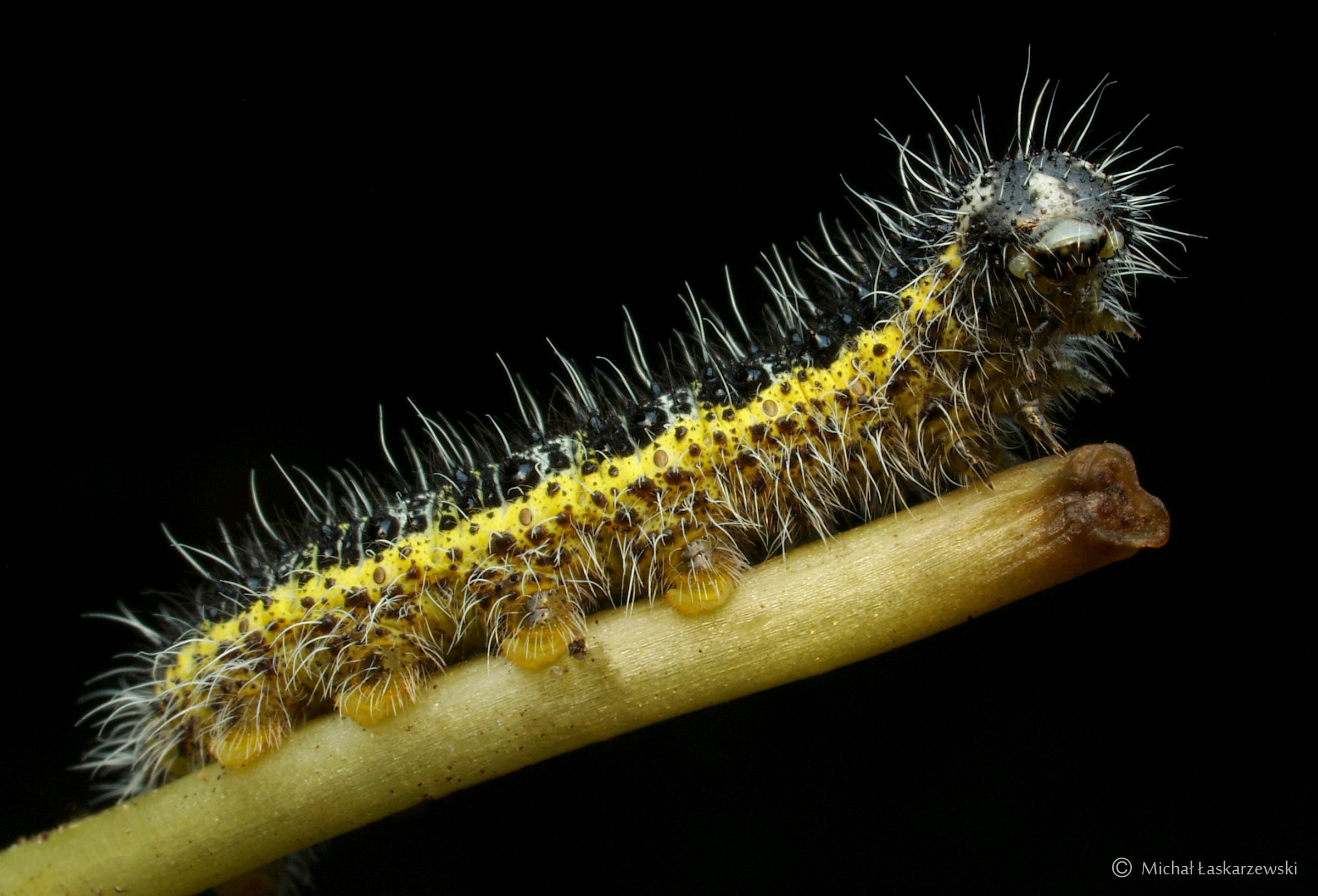 Caterpillar_1