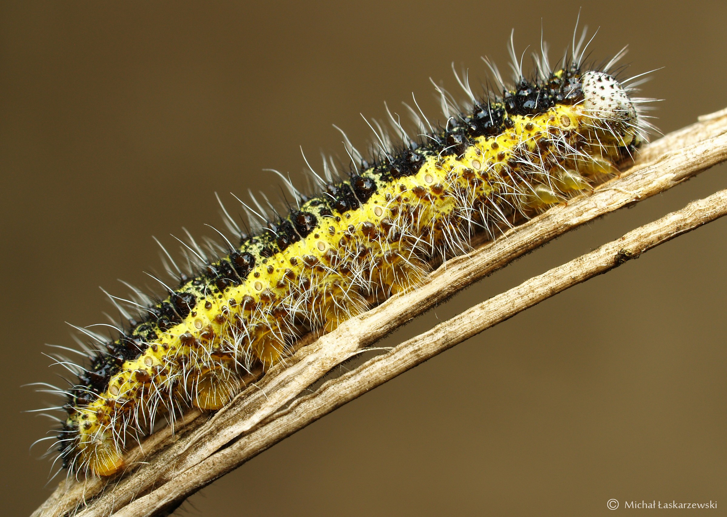 Caterpillar_2