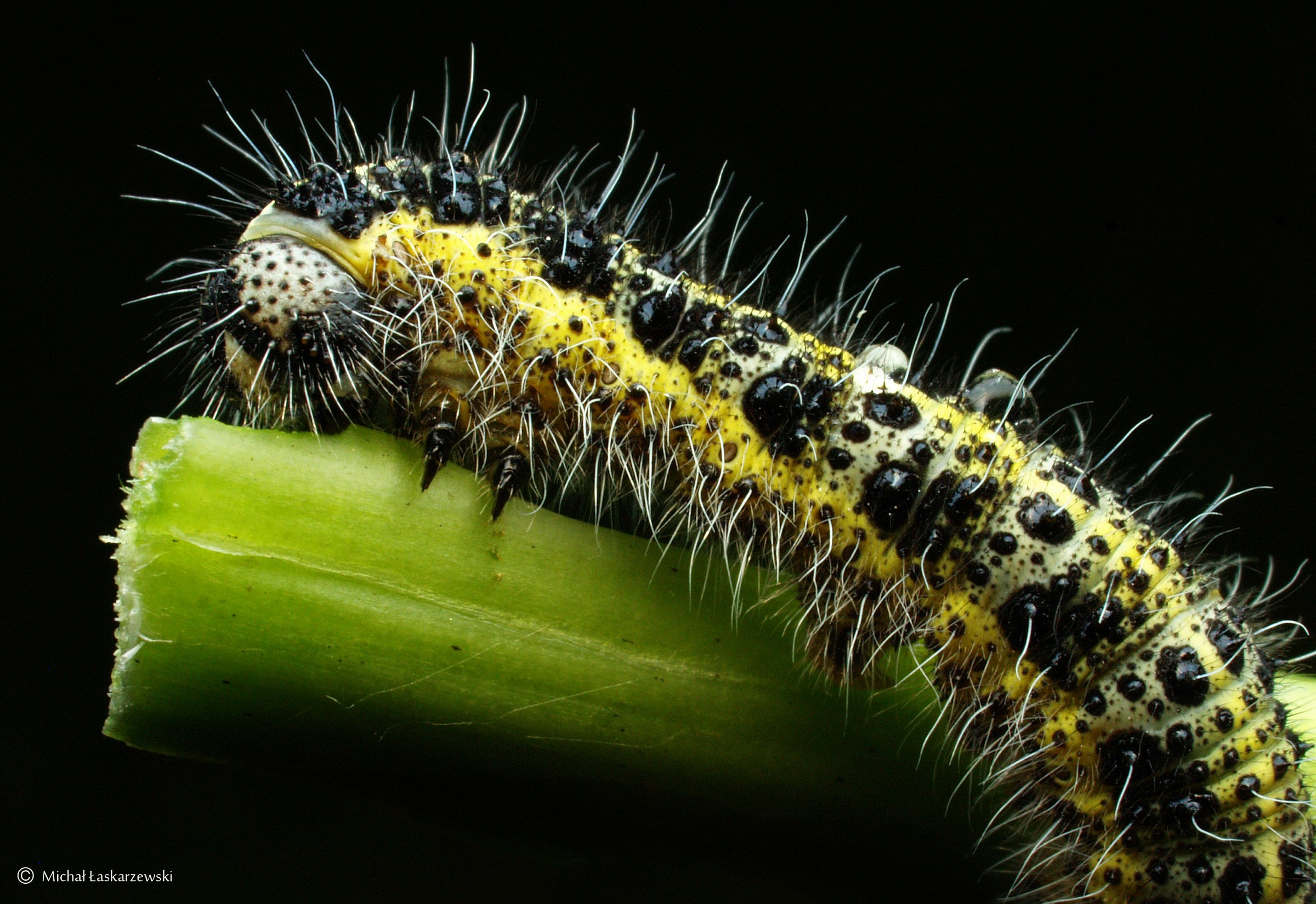 Caterpillar_8