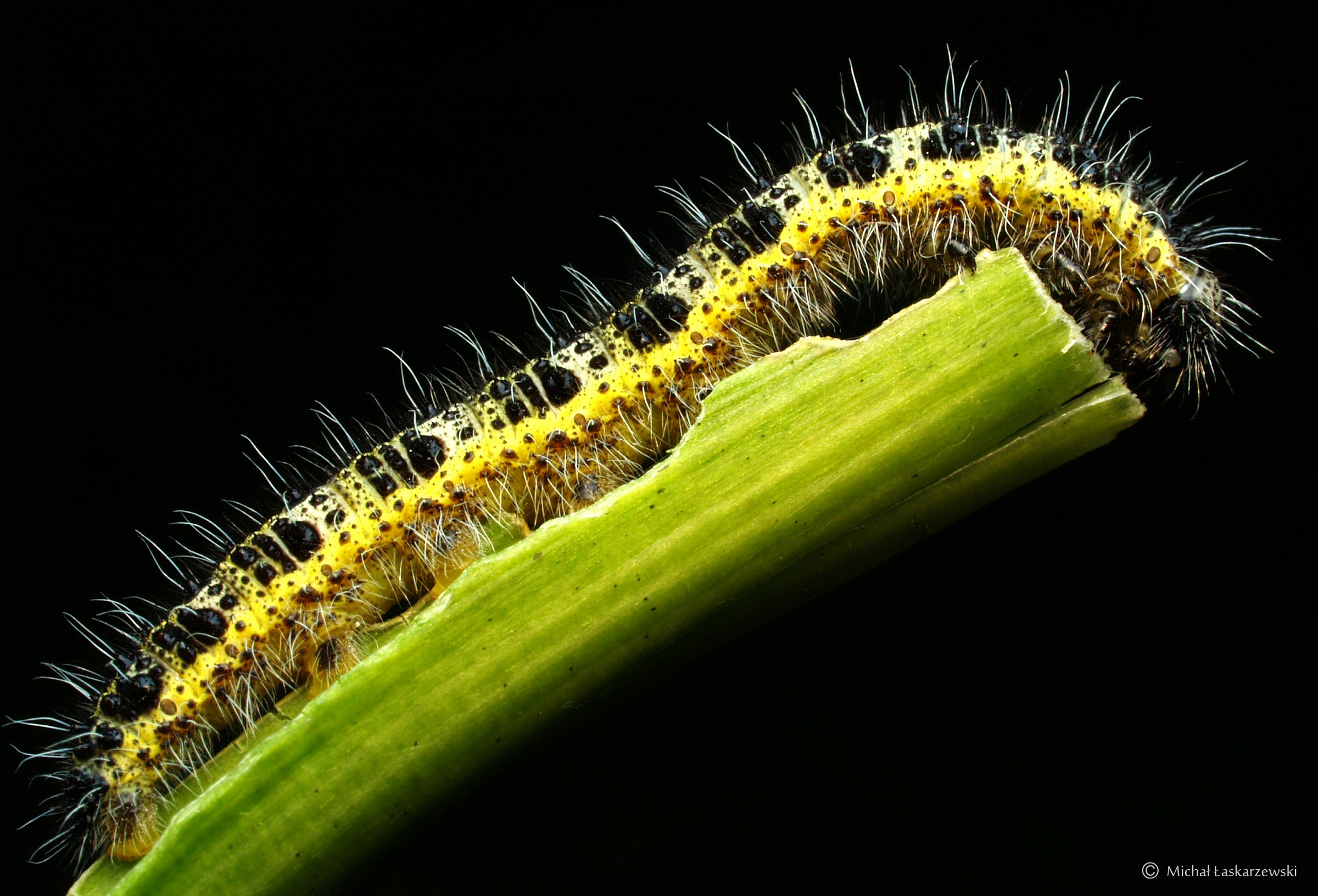 Caterpillar_7