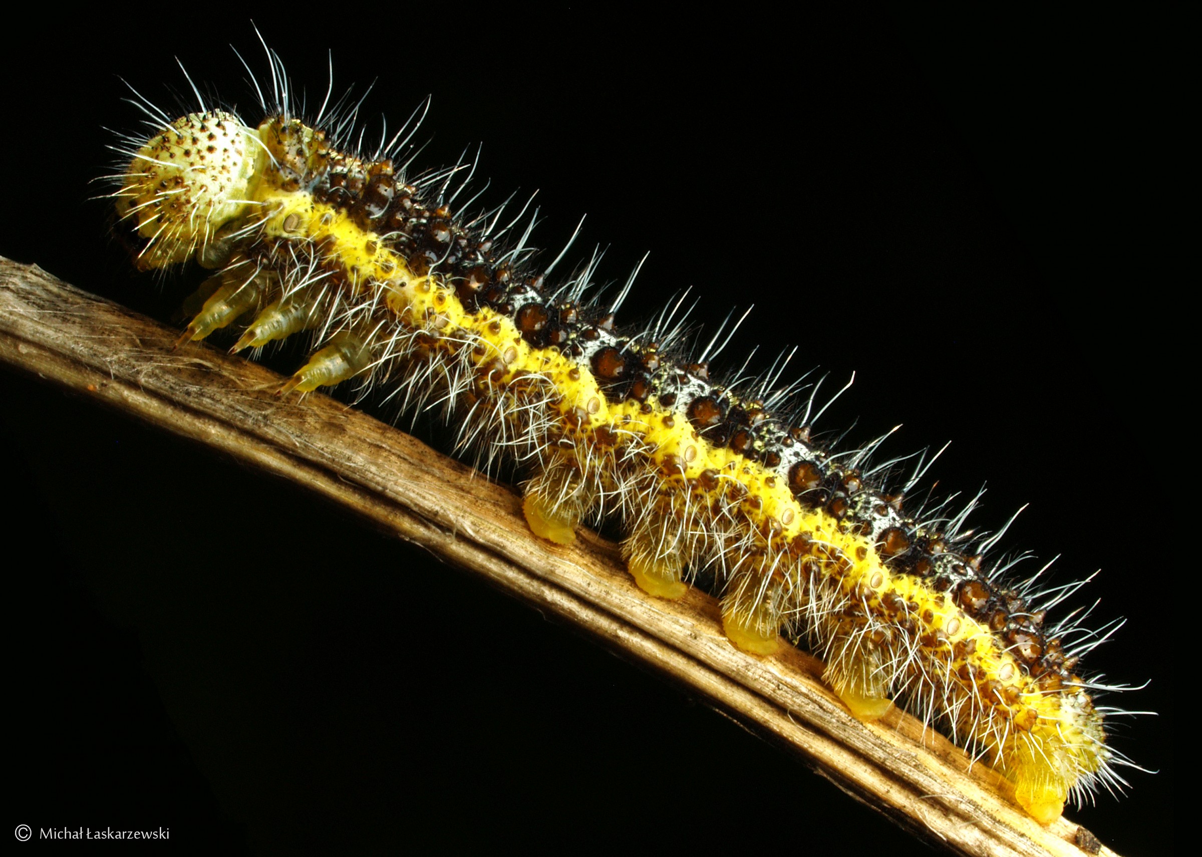 Caterpillar_5