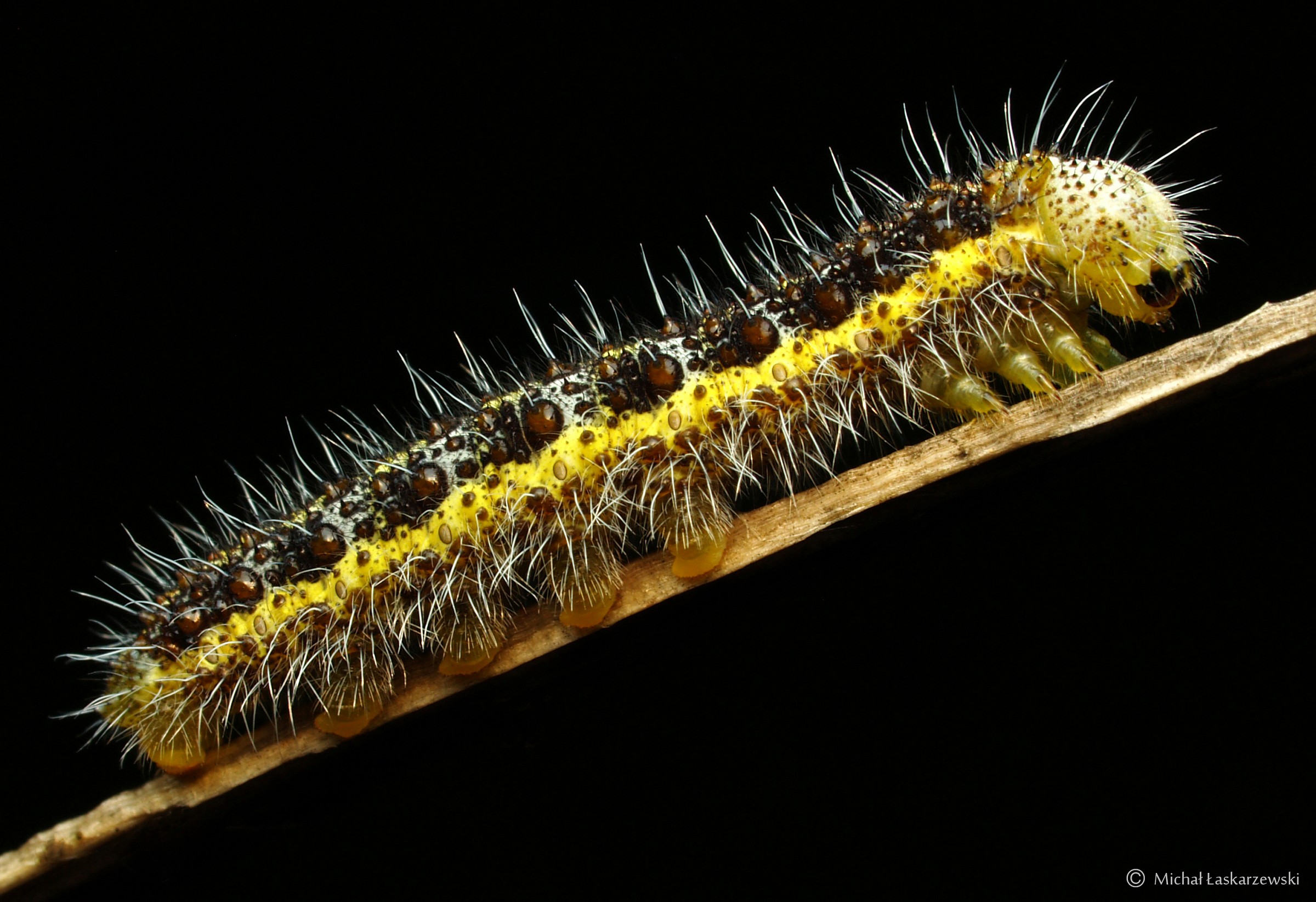 Caterpillar_4