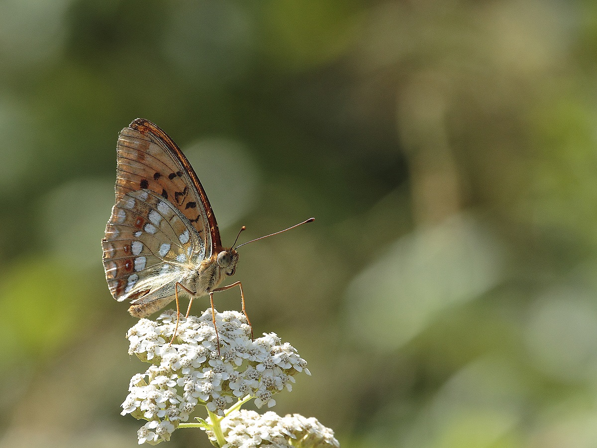 Argynnis Aglaja