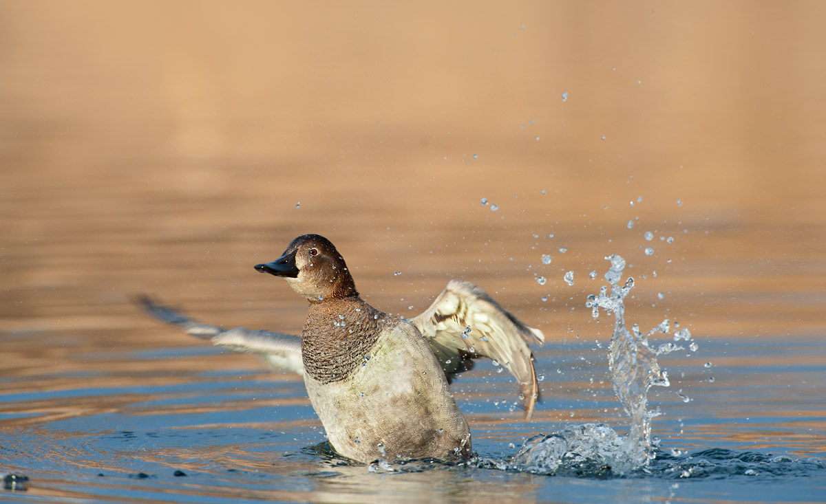 Aythya ferina (Pochard)
