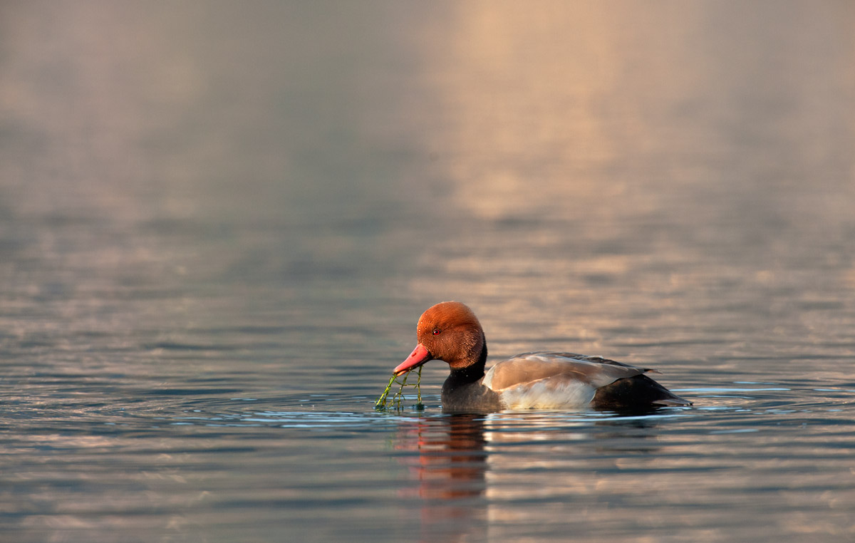 net rufina (Fistione turkish)