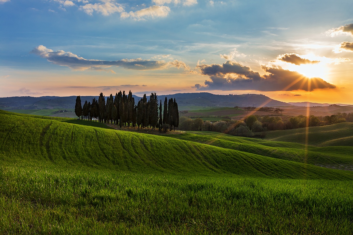 The cypresses Torrenieri
