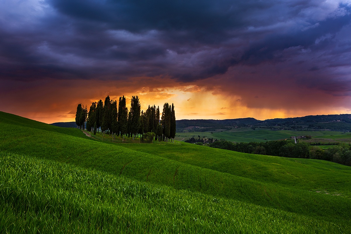 The cypresses Torrenieri