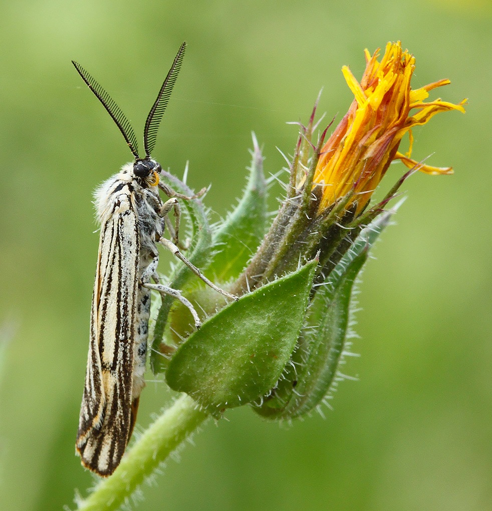 extraterrestre curioso?