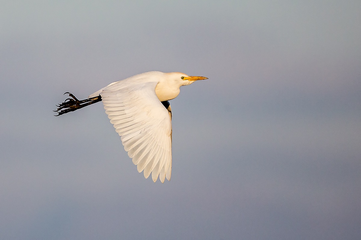 Airone Guardabuoi volo