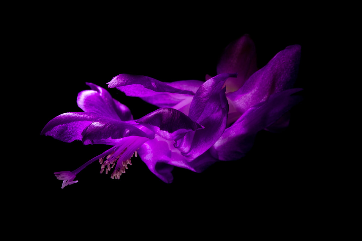 Schlumbergera nella notte