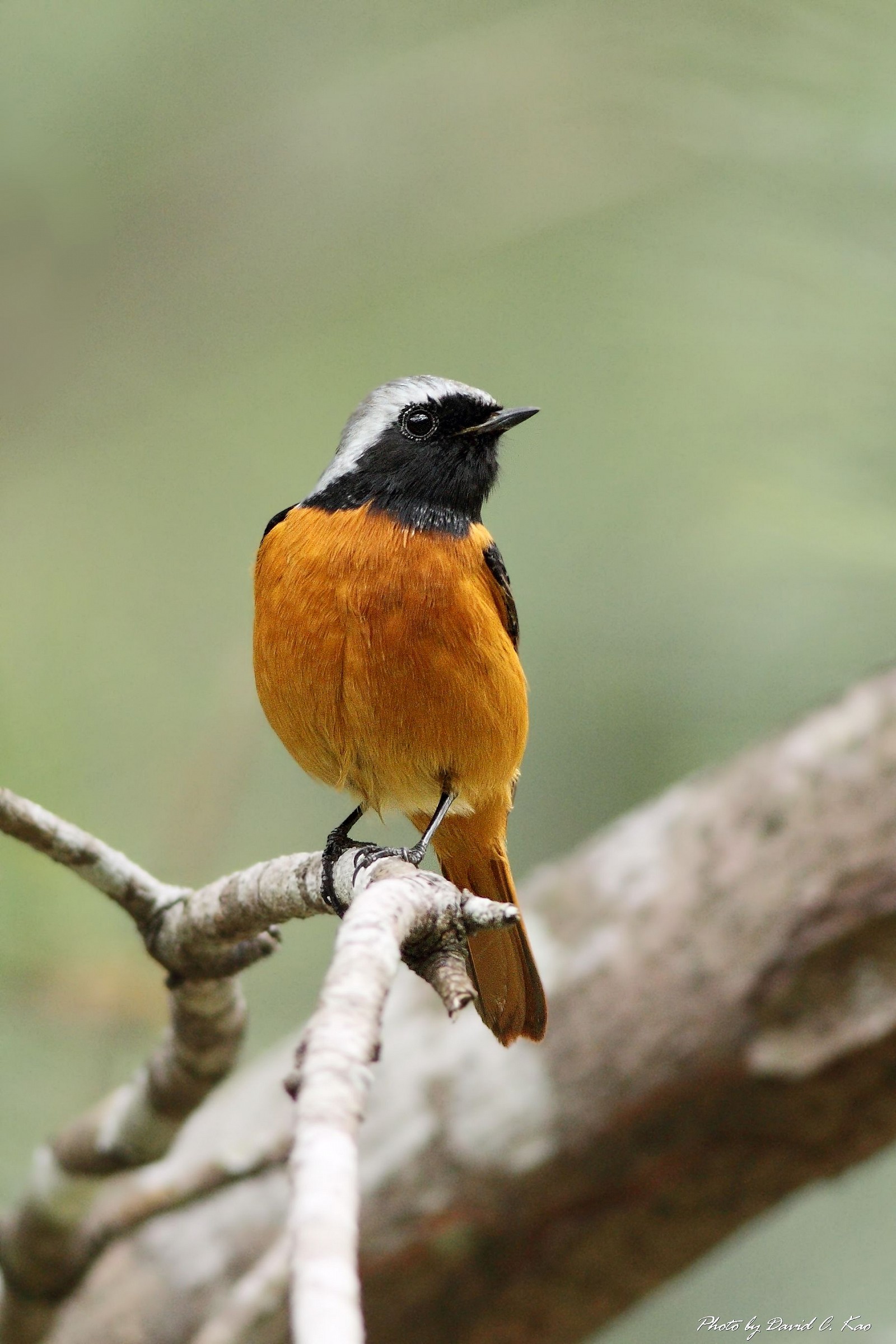 Daurian Redstart