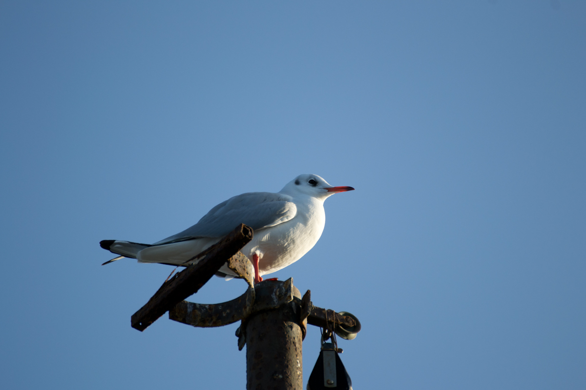 Black-headed Gull