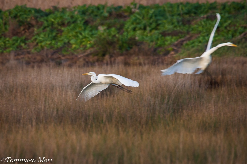 Aironi bianchi maggiori-Casmerodius Albus