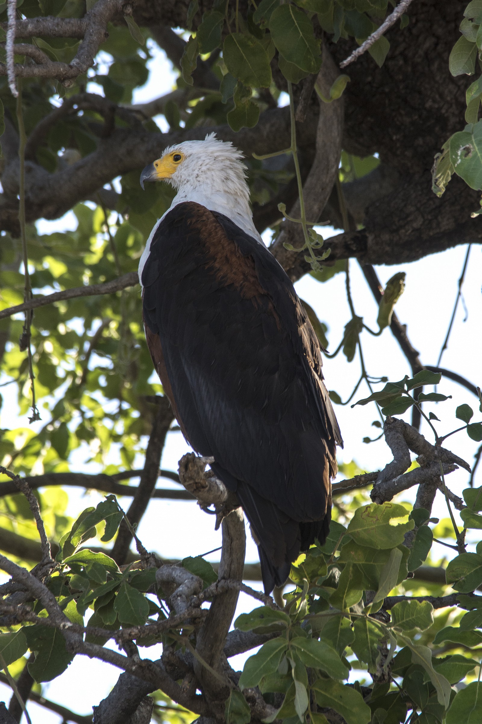 African Fish Eagle