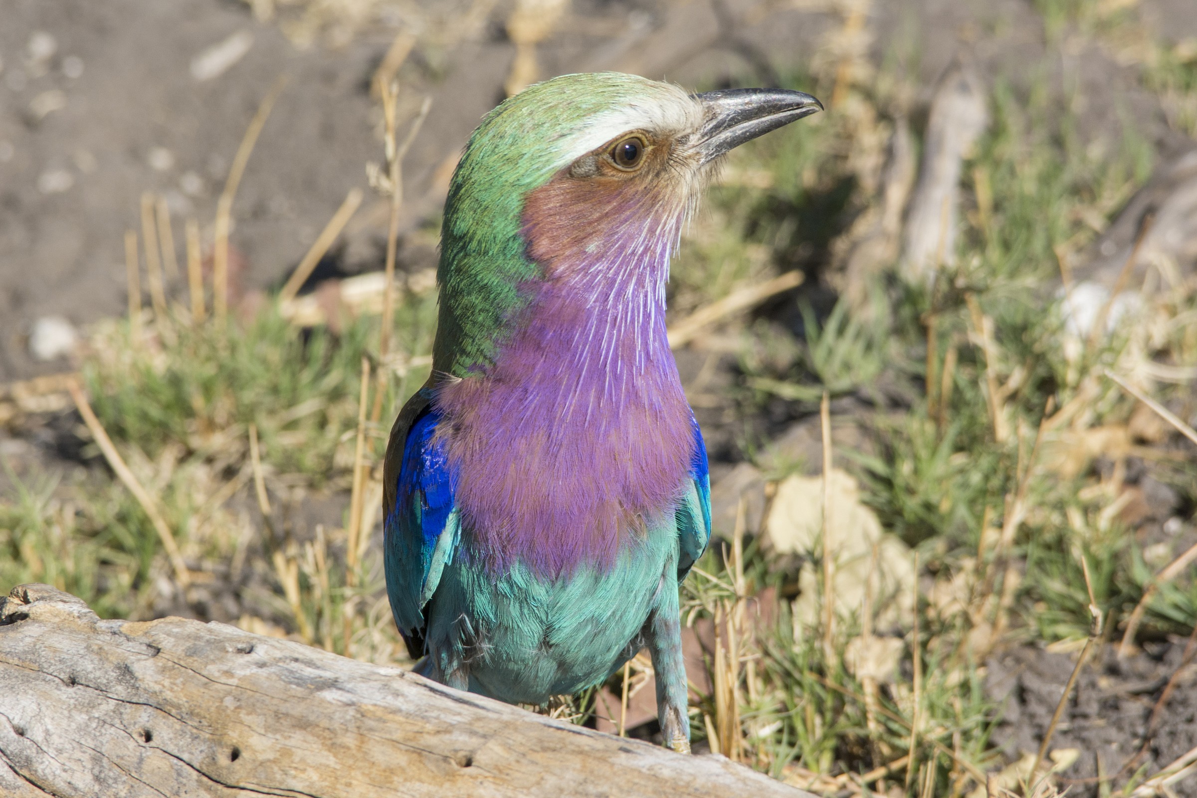 Lilac-breasted Roller