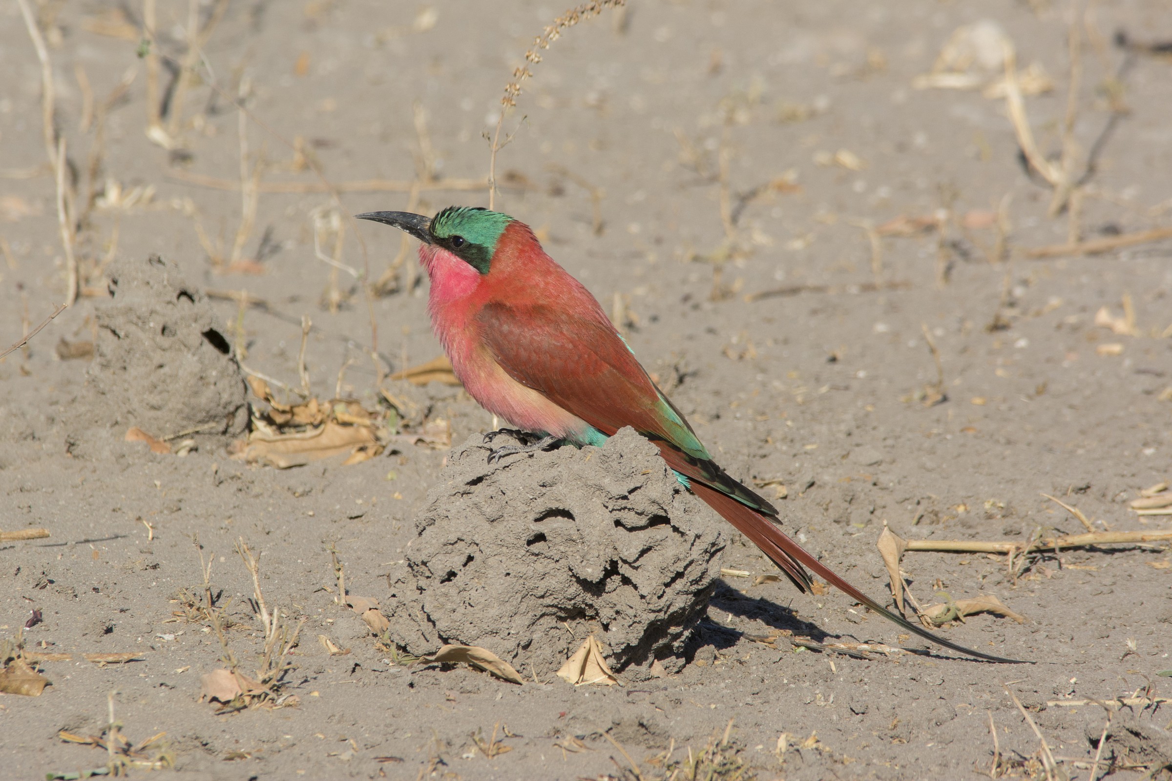 Southern Carmine Bee-Eater
