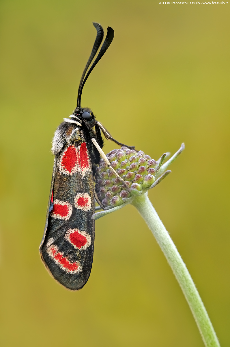 Zygaena carniolica (Scopoli, 1763)