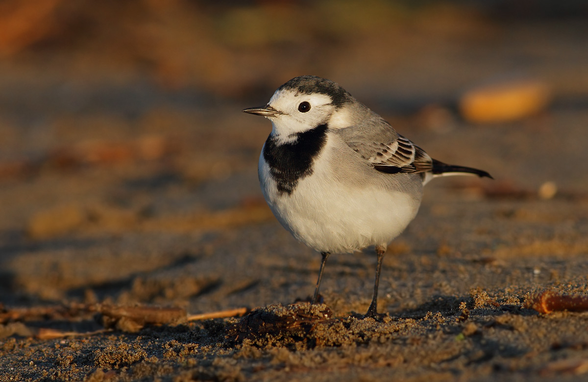 White Wagtail