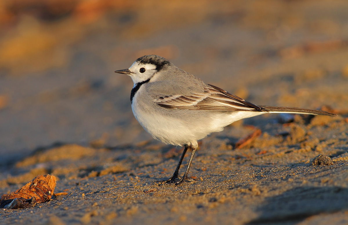 White Wagtail