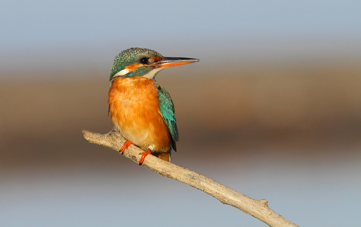 kingfisher