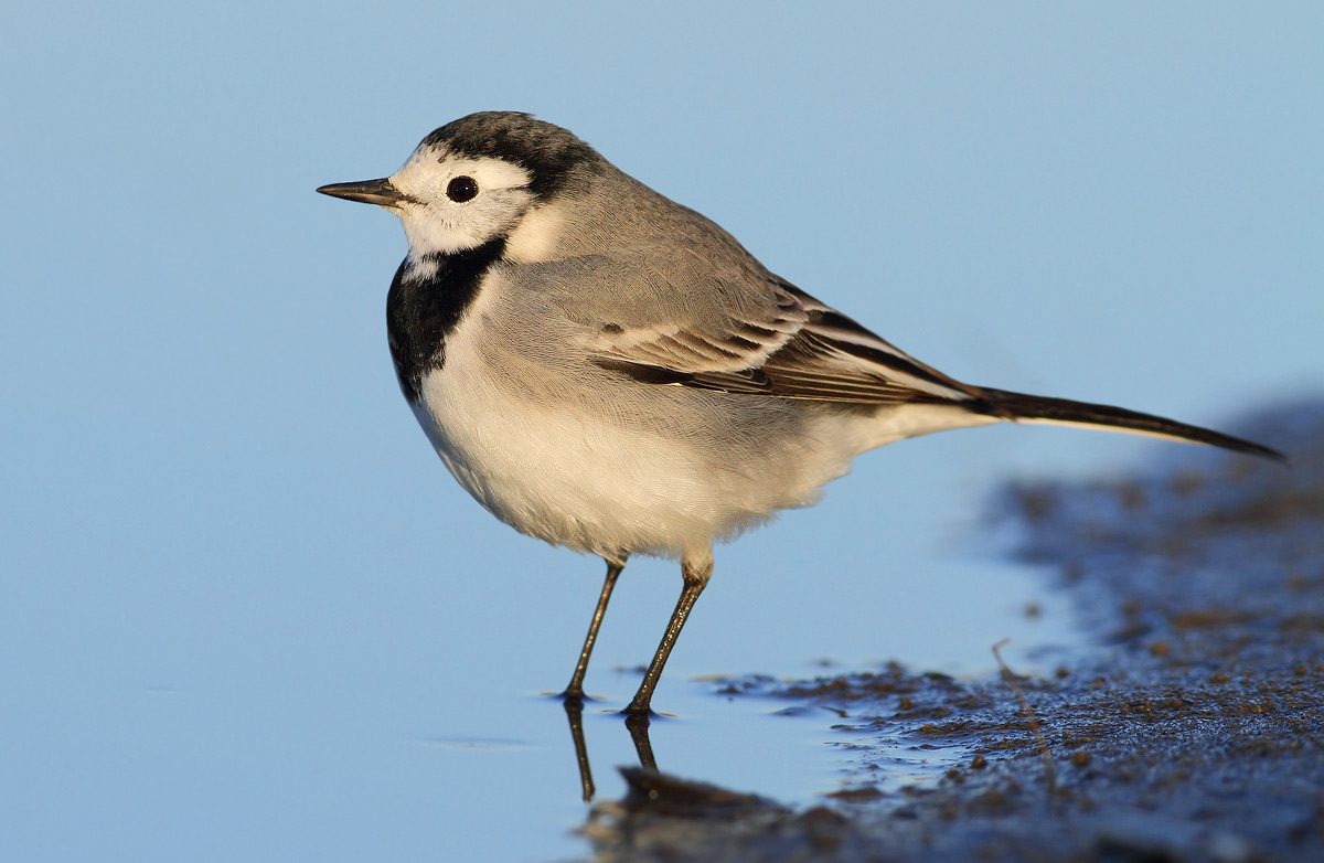 White Wagtail