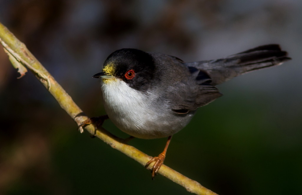 Occhiocotto mascherato