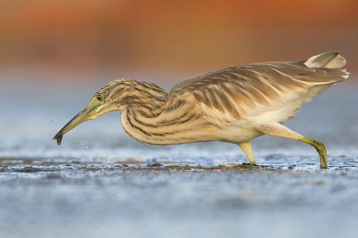 Sgarza ciuffetto in caccia