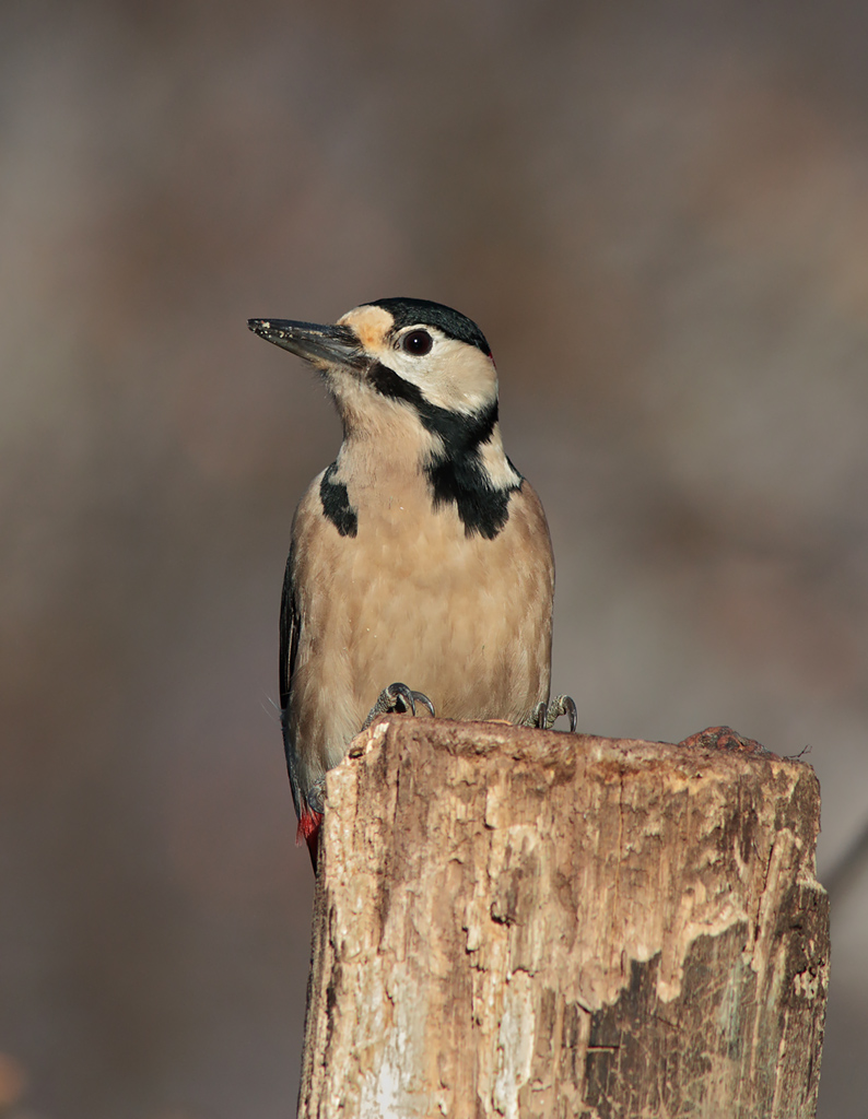 Picchio rosso maggiore