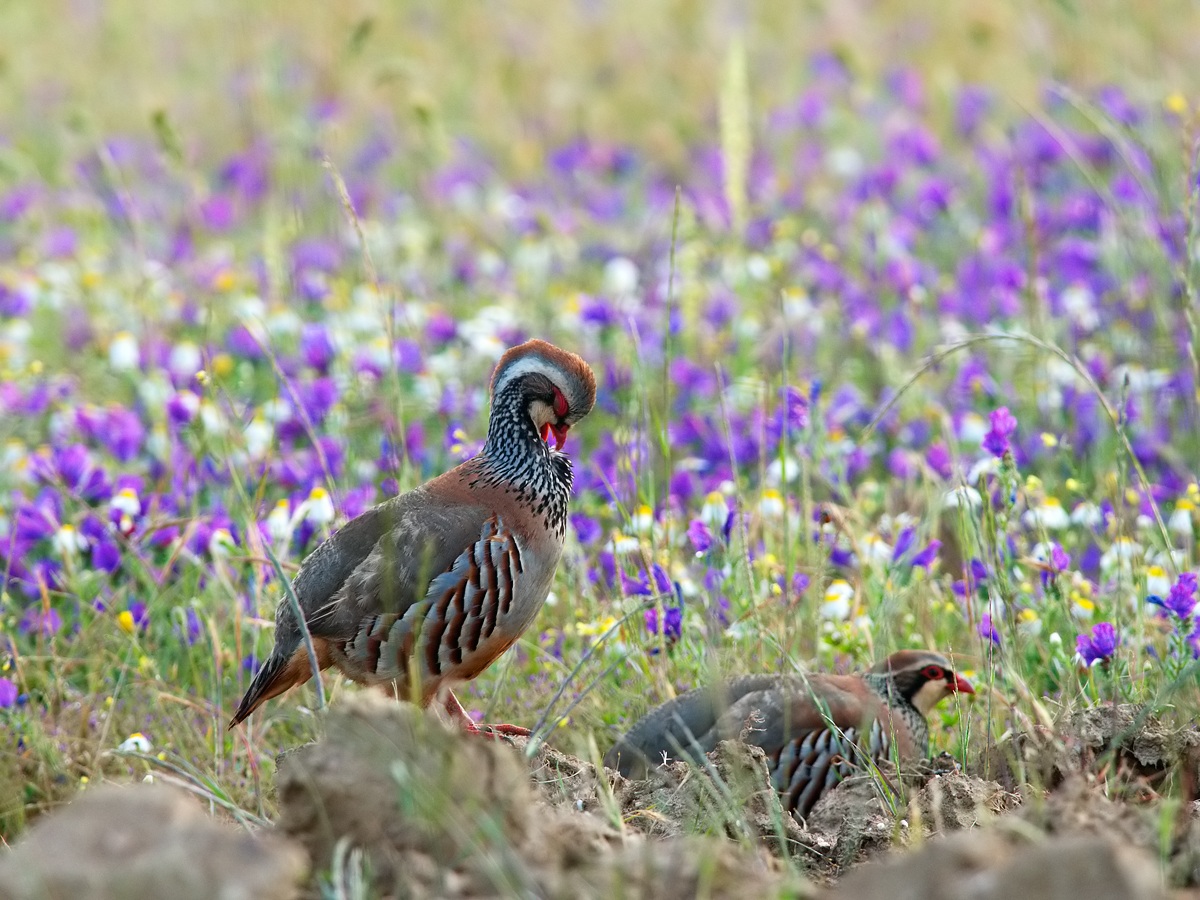 Coppia di pernici tra i fiori