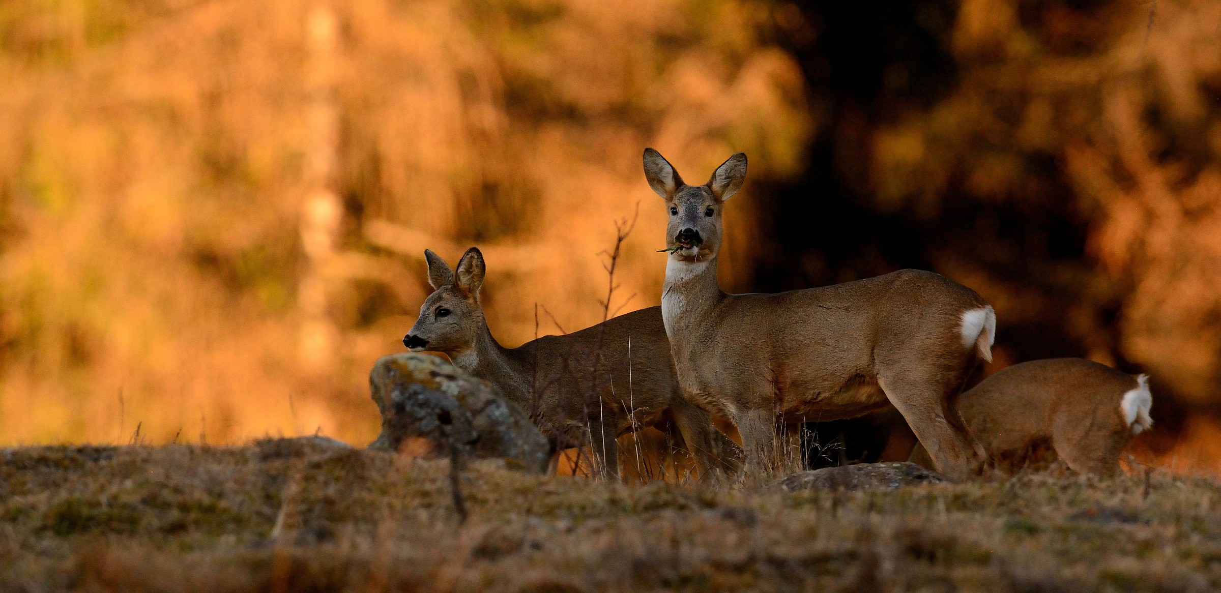 Caprioli al tramonto