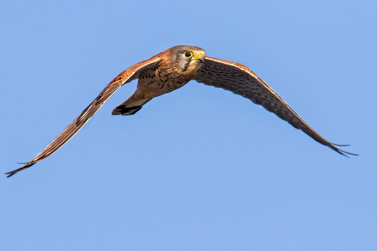 Kestrel in flight