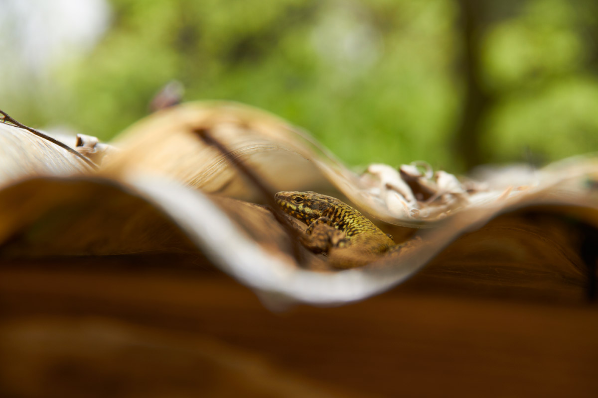 Una timida lucertola