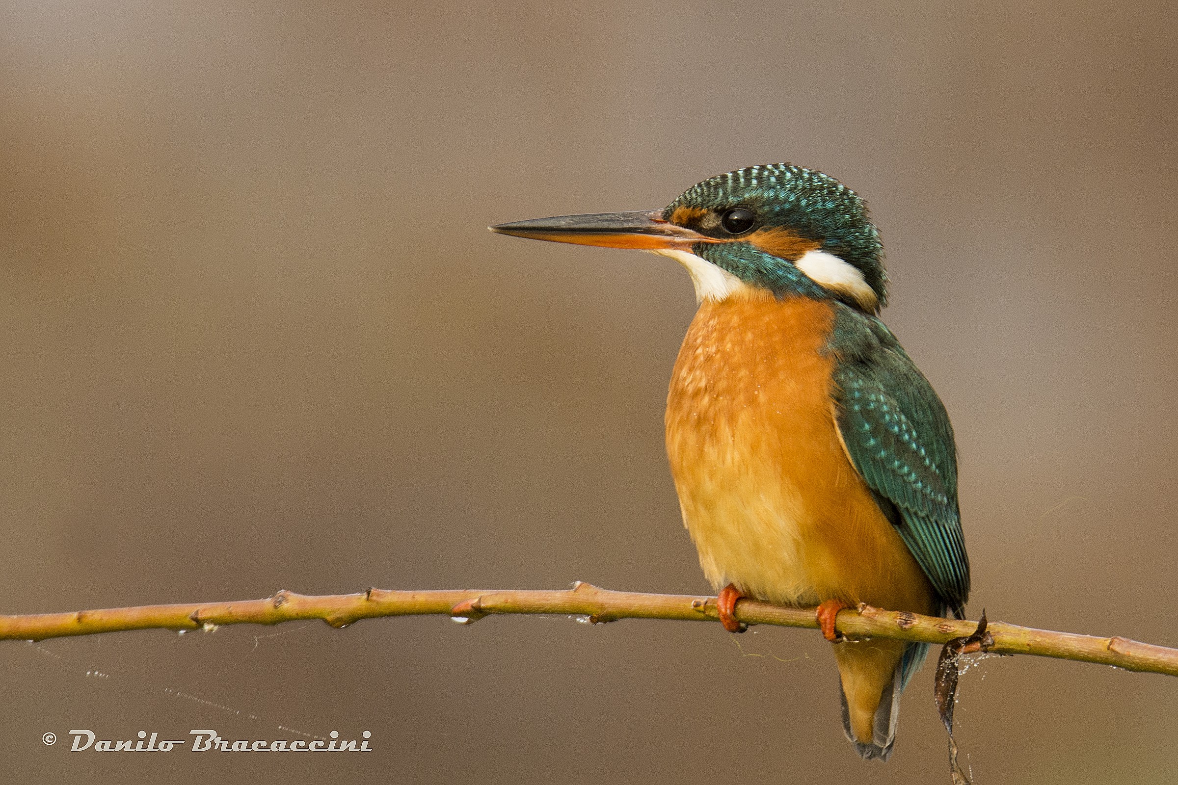 A delightful surprise ...