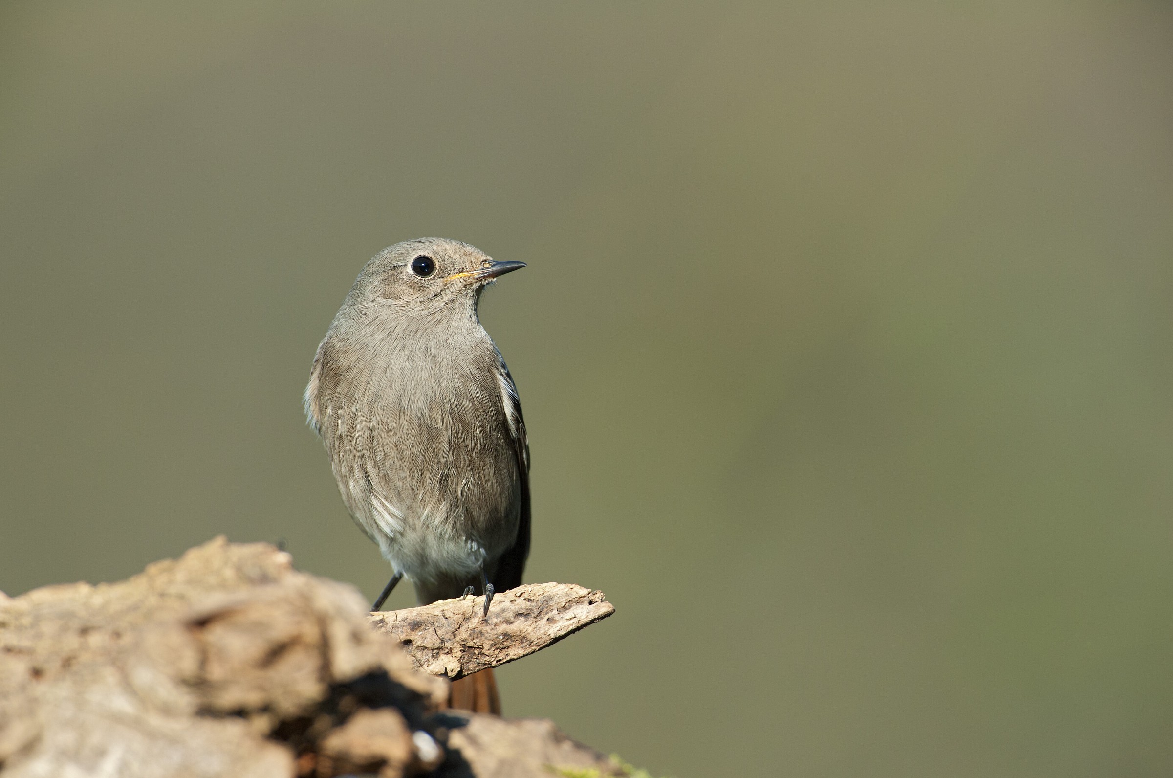 Phoenicurus ochruros (codirosso spazzacamino)