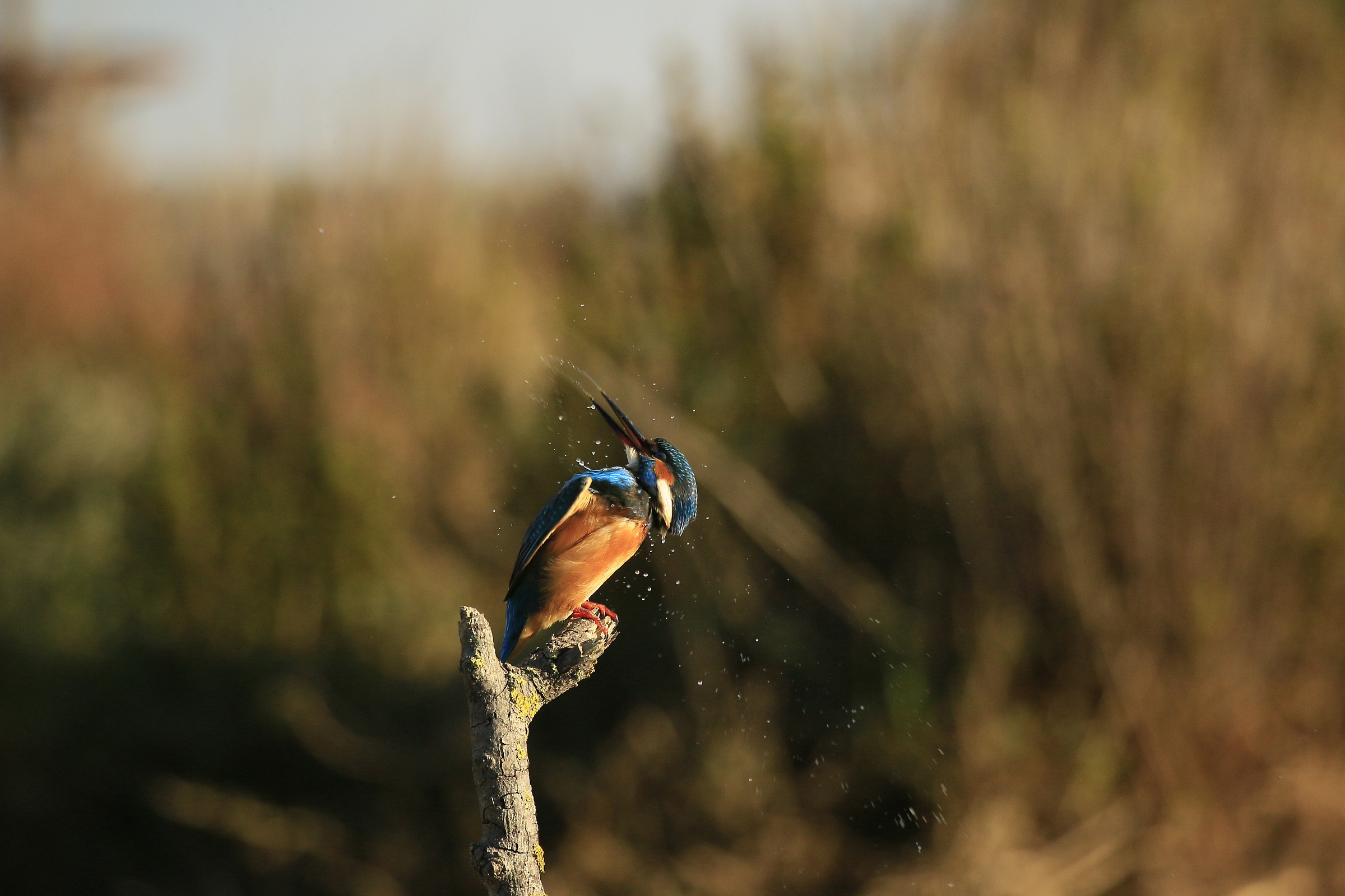 Martin Pescatre: a bit far