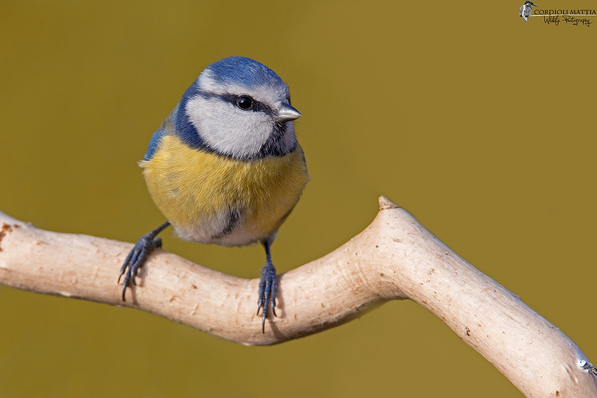 Amica Cinciarella....