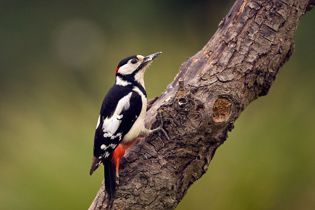 Woodpecker