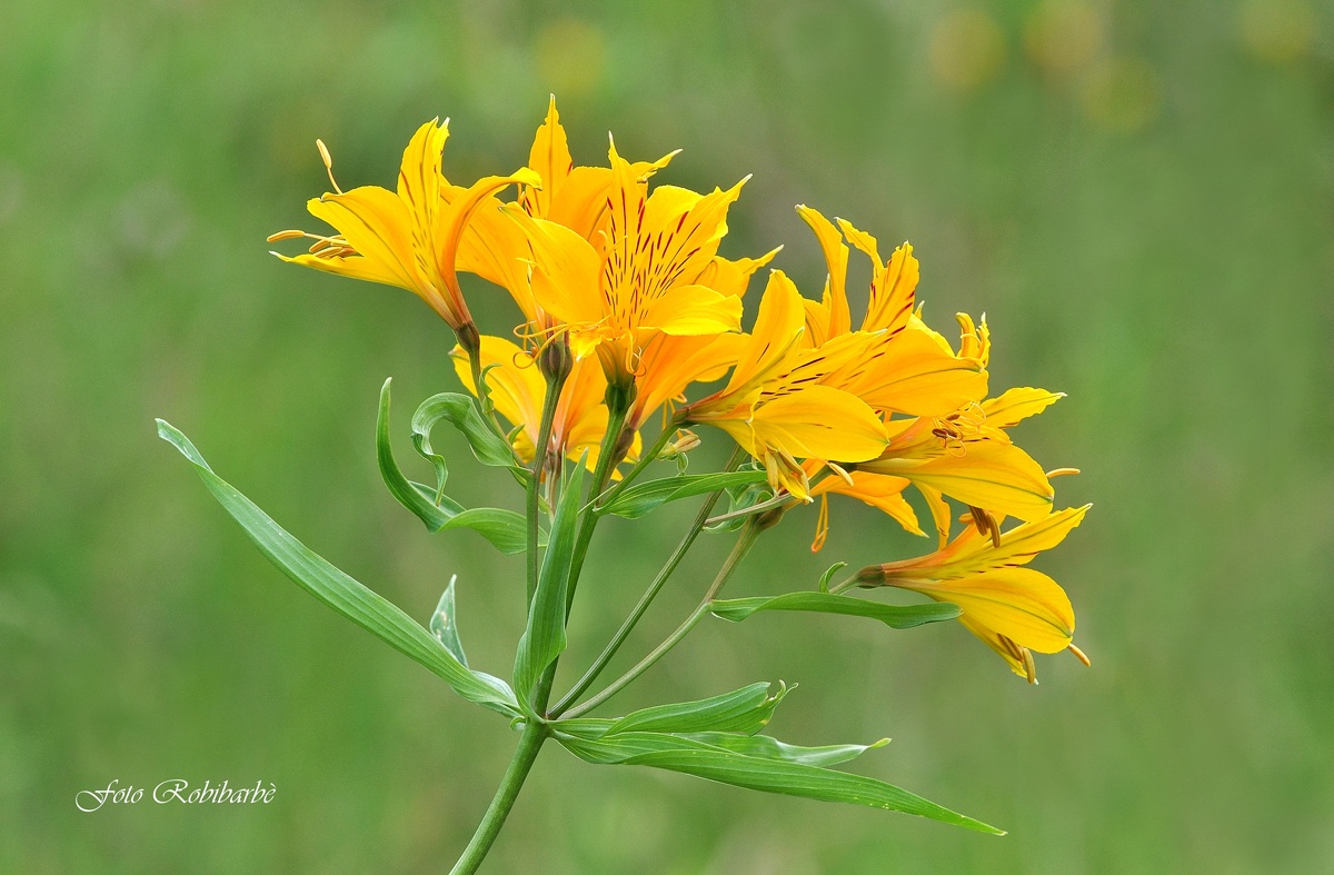 Un giglio di Scozia.....
