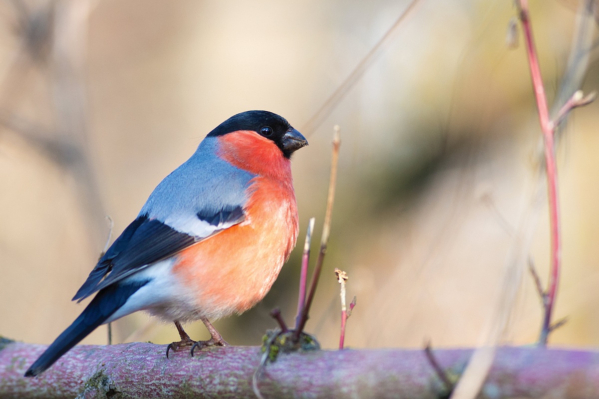 Bullfinch