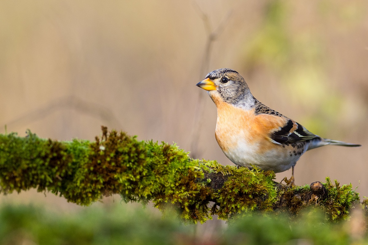 Brambling