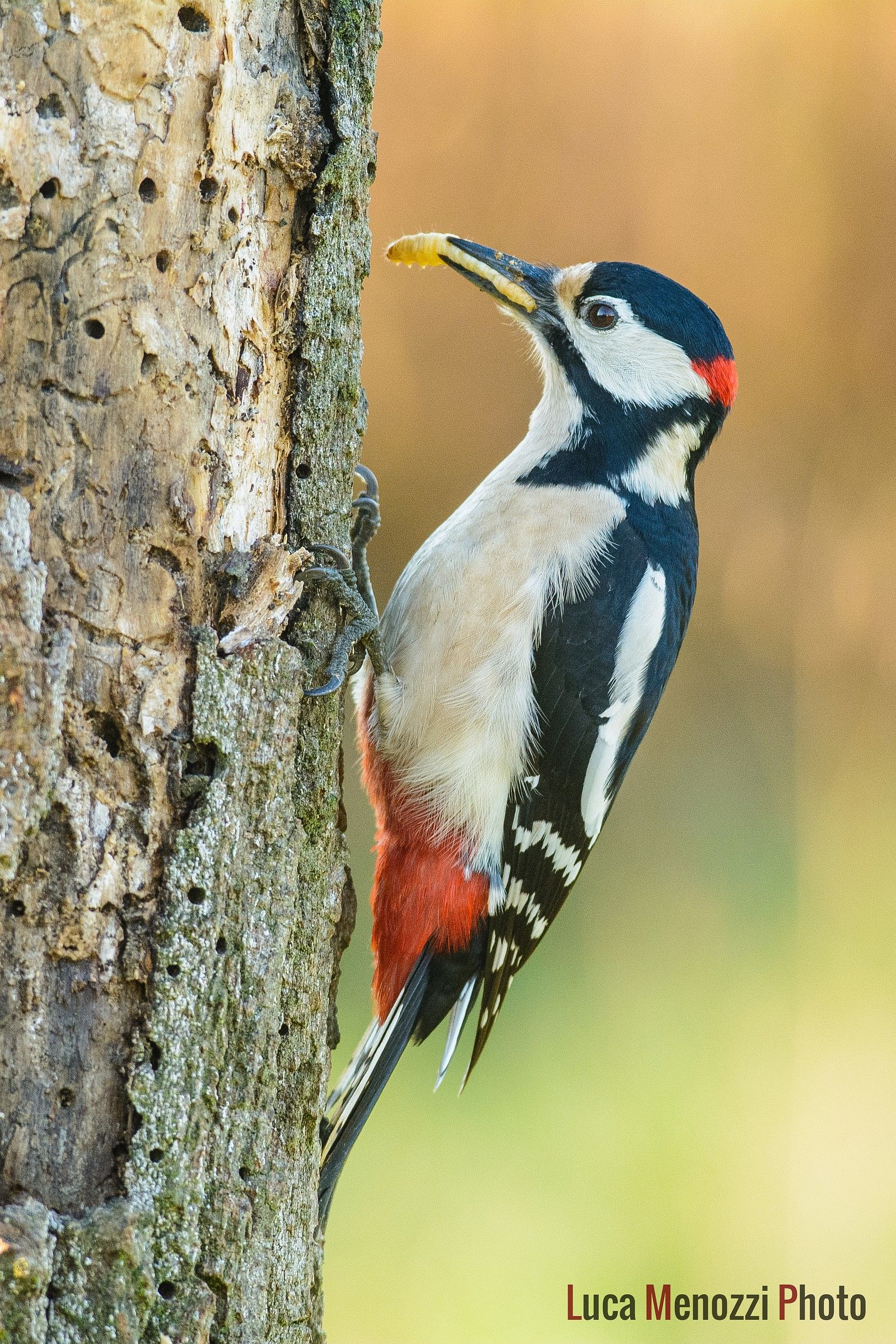 Spotted Woodpecker