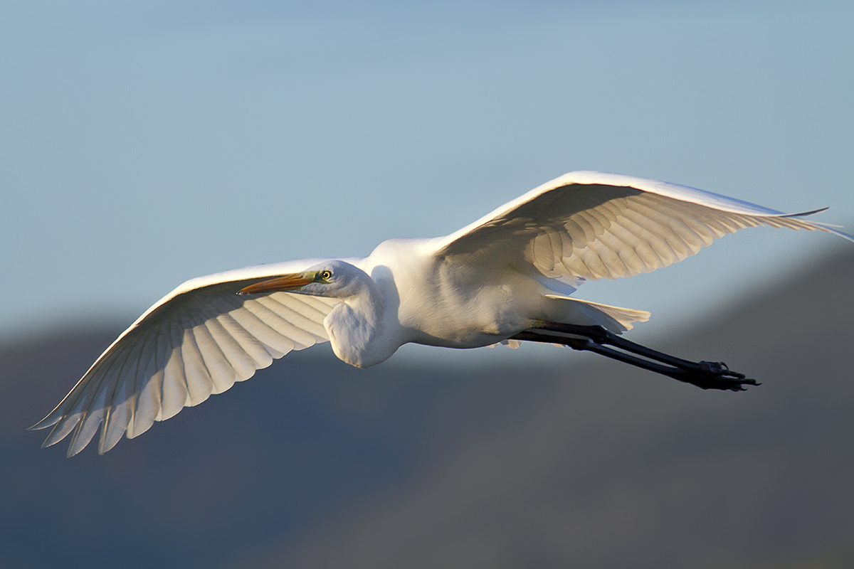 airone bianco maggiore