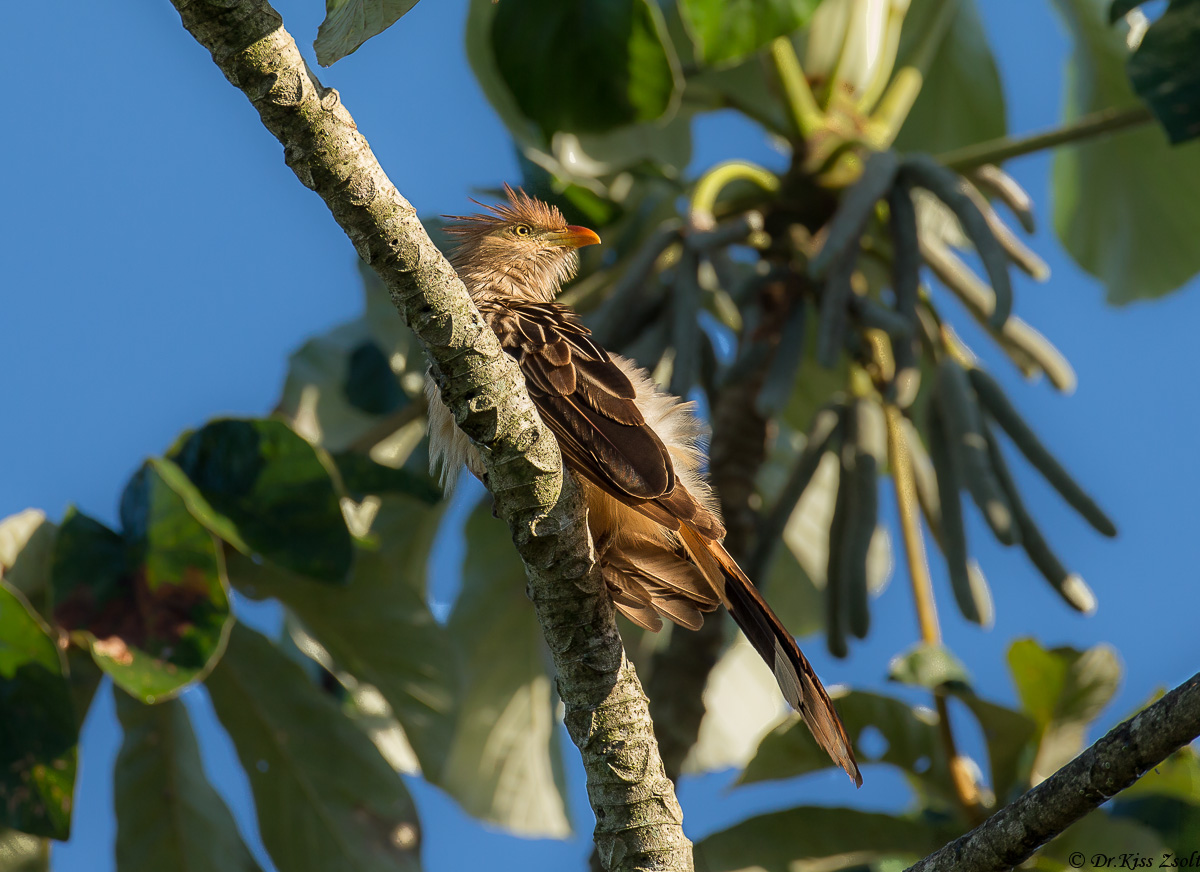 Guira Cuckoo