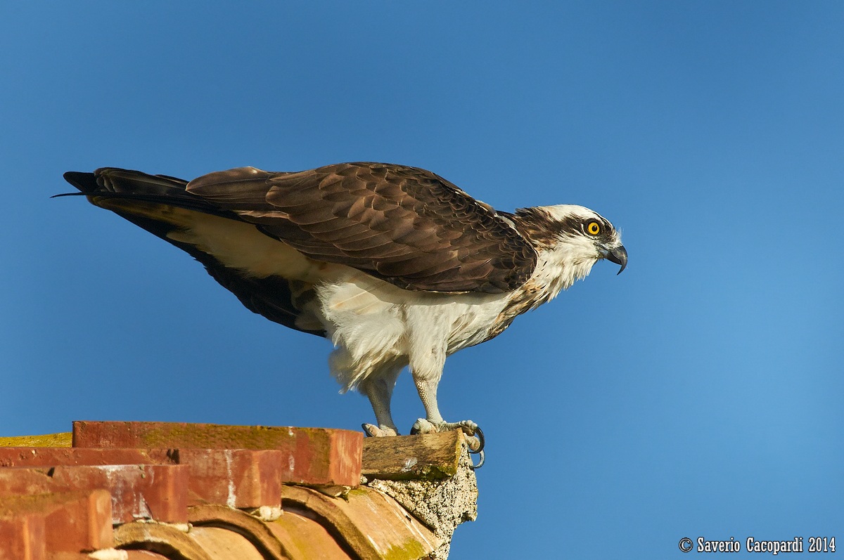 Osprey